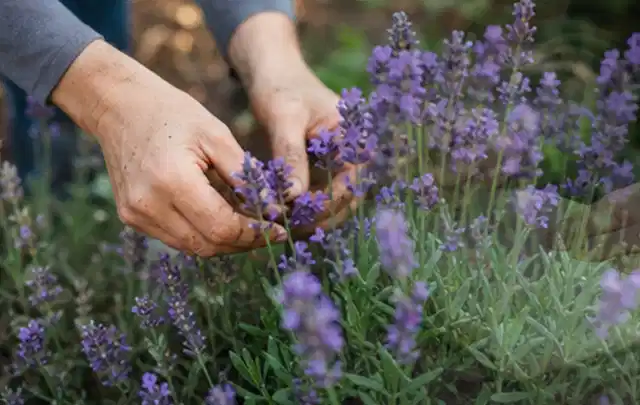 Hände pflegen blühenden Lavendel in einem natürlich angelegten Gartenbeet; Thema Begonien, Schwerpunkt Problemlösung; Praxisalltag.