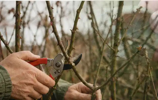 Hände schneiden einen älteren Rosenstrauch mit einer sauberen Gartenschere; Thema Begonien, Schwerpunkt Rückschnitt; Ausgangslage.