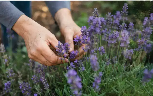 Hände pflegen blühenden Lavendel in einem natürlich angelegten Gartenbeet; Thema Begonien, Schwerpunkt Sortenwahl; Praxisalltag.