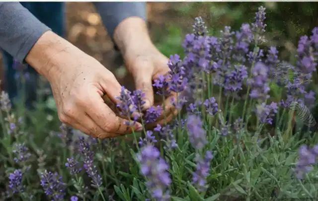 Hände pflegen blühenden Lavendel in einem natürlich angelegten Gartenbeet; Thema Begonien, Schwerpunkt Standort; Kontrolle.