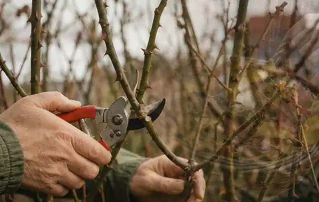Hände schneiden einen älteren Rosenstrauch mit einer sauberen Gartenschere; Thema Begonien, Schwerpunkt Topfkultur; Kontrolle.