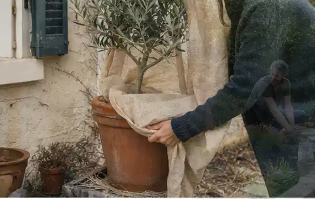 Person umhüllt eine mediterrane Kübelpflanze mit atmungsaktivem Winterschutz; Thema Begonien, Schwerpunkt Vermehrung; Ausgangslage.