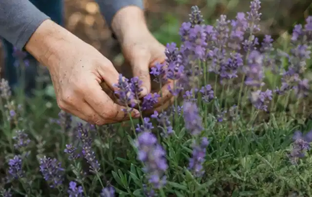 Hände pflegen blühenden Lavendel in einem natürlich angelegten Gartenbeet; Thema Begonien, Schwerpunkt Vermehrung; Ergebnis.