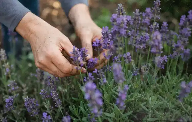 Hände pflegen blühenden Lavendel in einem natürlich angelegten Gartenbeet; Thema Begonien, Schwerpunkt Wachstum; Umsetzung.