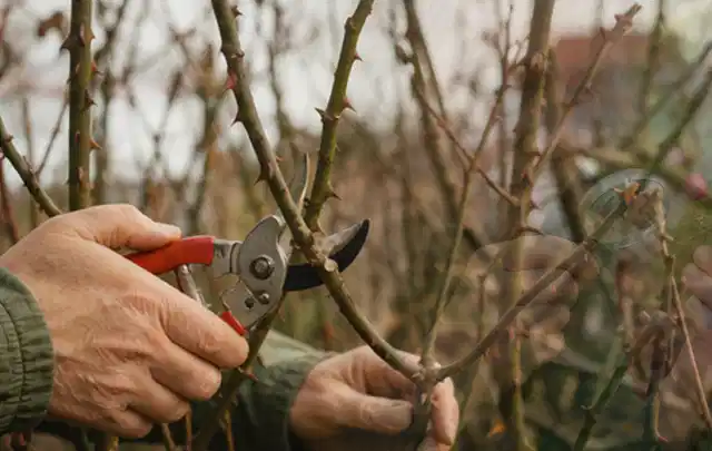 Hände schneiden einen älteren Rosenstrauch mit einer sauberen Gartenschere; Thema Begonien, Schwerpunkt Winterpflege; Umsetzung.