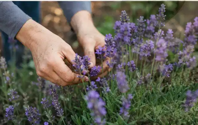 Hände pflegen blühenden Lavendel in einem natürlich angelegten Gartenbeet; Thema Begonien, Schwerpunkt Winterpflege; Kontrolle.