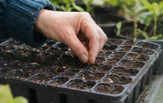 Hand legt einzelne Samen in vorbereitete Anzuchtschalen mit lockerer Erde; Thema Begonien, Schwerpunkt Winterpflege; Ergebnis.