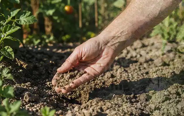 Hand prüft trockene krümelige Gartenerde während einer warmen Sommerphase; Thema Bewässerungscomputer, Schwerpunkt Bestenliste; Ergebnis.