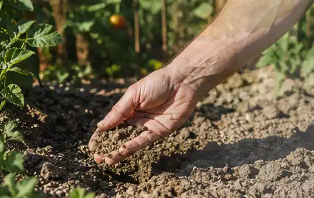 Hand prüft trockene krümelige Gartenerde während einer warmen Sommerphase; Thema Bewässerungscomputer, Schwerpunkt Checkliste; Ergebnis.