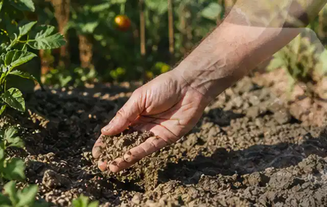 Hand prüft trockene krümelige Gartenerde während einer warmen Sommerphase; Thema Bewässerungscomputer, Schwerpunkt Leistung; Kontrolle.