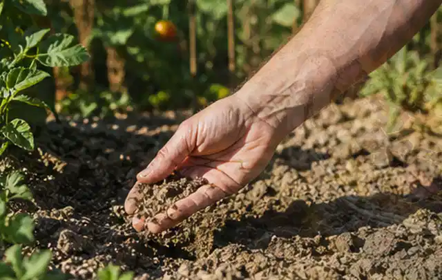Hand prüft trockene krümelige Gartenerde während einer warmen Sommerphase; Thema Bewässerungscomputer, Schwerpunkt Reinigung; Praxisalltag.