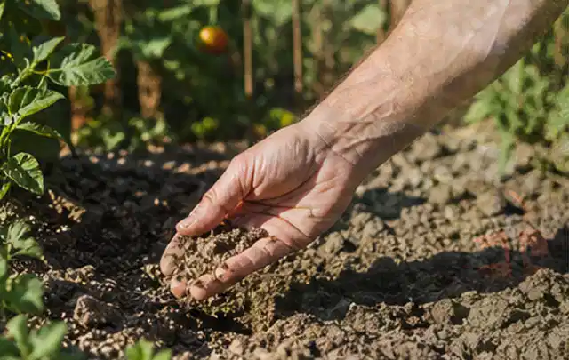 Hand prüft trockene krümelige Gartenerde während einer warmen Sommerphase; Thema Bewässerungscomputer, Schwerpunkt Testkriterien; Praxisalltag.
