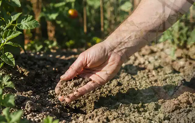 Hand prüft trockene krümelige Gartenerde während einer warmen Sommerphase; Thema Bewässerungscomputer, Schwerpunkt Wartung; Umsetzung.