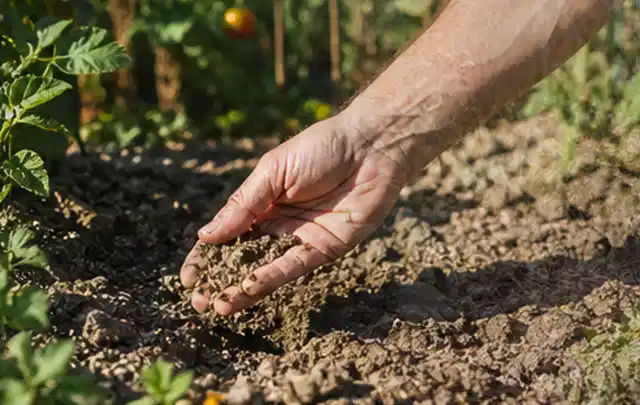 Hand prüft trockene krümelige Gartenerde während einer warmen Sommerphase; Thema Bewässerungscomputer, Schwerpunkt Winterlager; Praxisalltag.