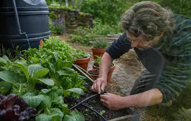 Person stellt die Bewässerung an einem bepflanzten Hochbeet ein; Thema Bewässerungspumpen, Schwerpunkt Gärten mit großer Fläche; Ergebnis.