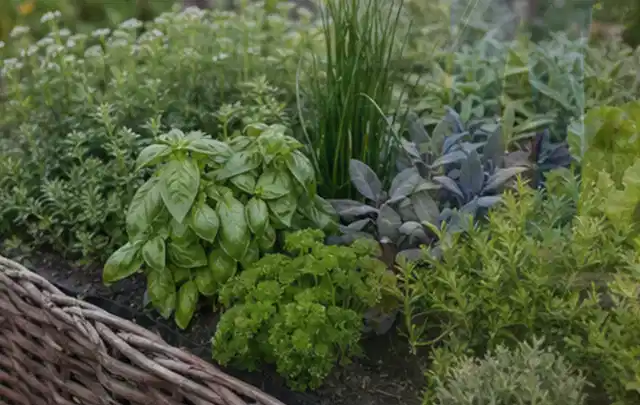 Dichtes Hochbeet mit Basilikum Schnittlauch Petersilie Salbei und weiteren Küchenkräutern; Thema Bewässerungspumpen, Schwerpunkt Winterlager; Umsetzung.