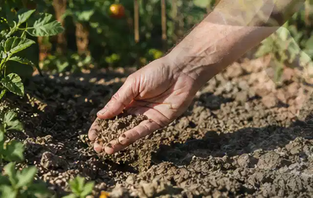 Hand prüft trockene krümelige Gartenerde während einer warmen Sommerphase; Thema Bewässerungspumpen, Schwerpunkt Winterlager; Kontrolle.