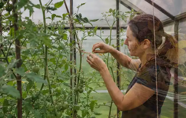 Person bindet junge Tomatentriebe in einem privaten Gewächshaus vorsichtig an; Thema Birnbäume, Schwerpunkt Anbau; Praxisalltag.