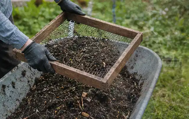 Behandschuhte Hände sieben reifen Kompost über einer Gartenschubkarre; Thema Birnbäume, Schwerpunkt Aussaat; Ausgangslage.