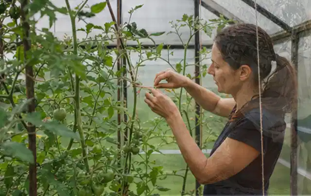 Person bindet junge Tomatentriebe in einem privaten Gewächshaus vorsichtig an; Thema Birnbäume, Schwerpunkt Bewässerung; Ausgangslage.