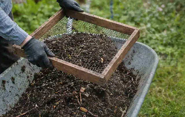 Behandschuhte Hände sieben reifen Kompost über einer Gartenschubkarre; Thema Birnbäume, Schwerpunkt Bewässerung; Kontrolle.
