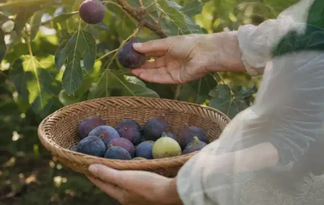 Hand pflückt eine reife Feige über einem flachen Korb mit Früchten; Thema Birnbäume, Schwerpunkt Boden; Kontrolle.