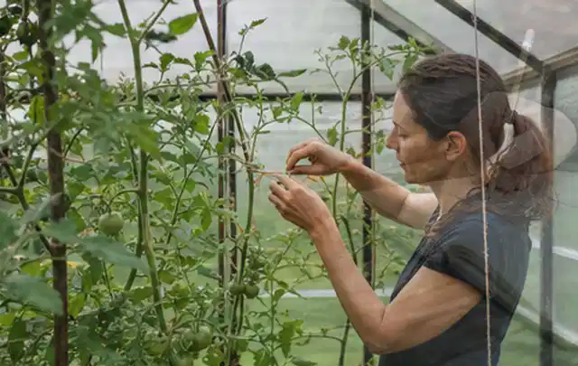 Person bindet junge Tomatentriebe in einem privaten Gewächshaus vorsichtig an; Thema Birnbäume, Schwerpunkt Boden; Ergebnis.