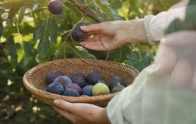 Hand pflückt eine reife Feige über einem flachen Korb mit Früchten; Thema Birnbäume, Schwerpunkt Ernte; Ausgangslage.