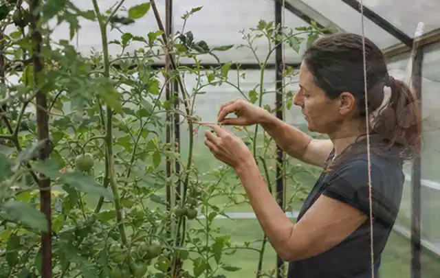 Person bindet junge Tomatentriebe in einem privaten Gewächshaus vorsichtig an; Thema Birnbäume, Schwerpunkt Ernte; Ergebnis.