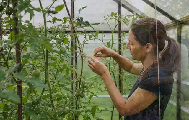Person bindet junge Tomatentriebe in einem privaten Gewächshaus vorsichtig an; Thema Birnbäume, Schwerpunkt Ernteprobleme; Kontrolle.