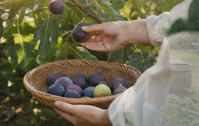 Hand pflückt eine reife Feige über einem flachen Korb mit Früchten; Thema Birnbäume, Schwerpunkt Gesundheit; Kontrolle.