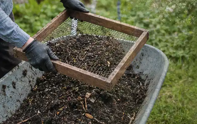 Behandschuhte Hände sieben reifen Kompost über einer Gartenschubkarre; Thema Birnbäume, Schwerpunkt Gewächshaus; Praxisalltag.