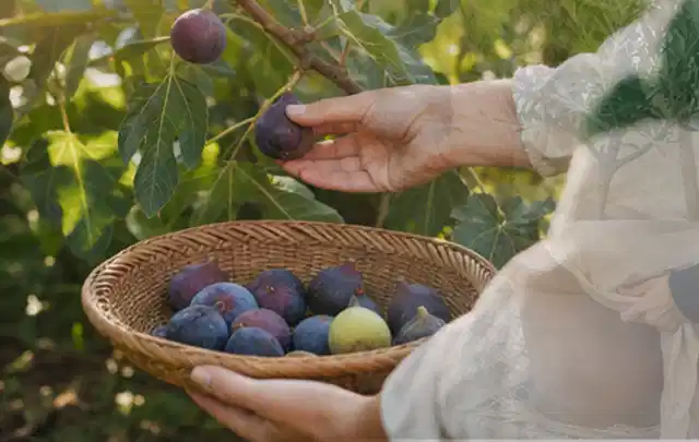 Hand pflückt eine reife Feige über einem flachen Korb mit Früchten; Thema Birnbäume, Schwerpunkt Hochbeet; Umsetzung.