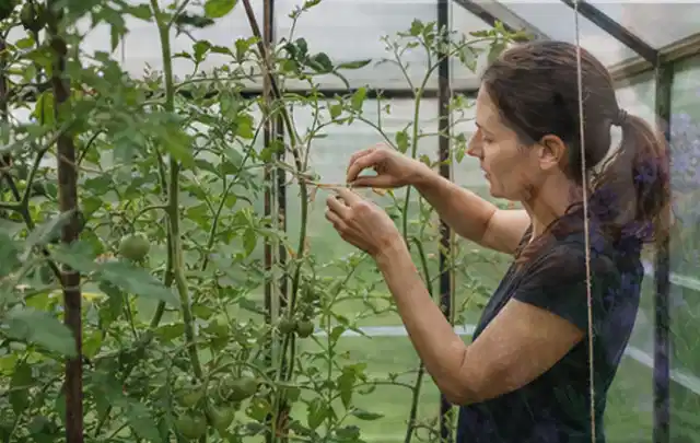 Person bindet junge Tomatentriebe in einem privaten Gewächshaus vorsichtig an; Thema Birnbäume, Schwerpunkt Lagerung; Kontrolle.