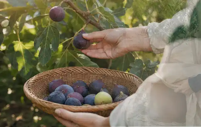 Hand pflückt eine reife Feige über einem flachen Korb mit Früchten; Thema Birnbäume, Schwerpunkt Nährstoffe; Ergebnis.