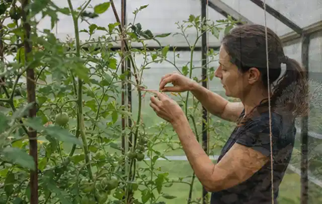 Person bindet junge Tomatentriebe in einem privaten Gewächshaus vorsichtig an; Thema Birnbäume, Schwerpunkt Obst; Kontrolle.