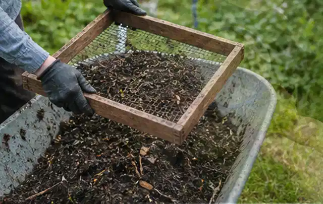 Behandschuhte Hände sieben reifen Kompost über einer Gartenschubkarre; Thema Birnbäume, Schwerpunkt Pflanzenschutz; Umsetzung.