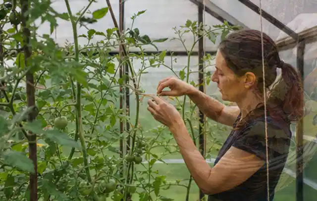 Person bindet junge Tomatentriebe in einem privaten Gewächshaus vorsichtig an; Thema Birnbäume, Schwerpunkt Pflanzenschutz; Kontrolle.