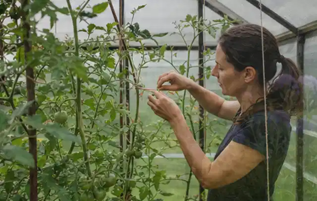 Person bindet junge Tomatentriebe in einem privaten Gewächshaus vorsichtig an; Thema Birnbäume, Schwerpunkt Saisonkalender; Ausgangslage.