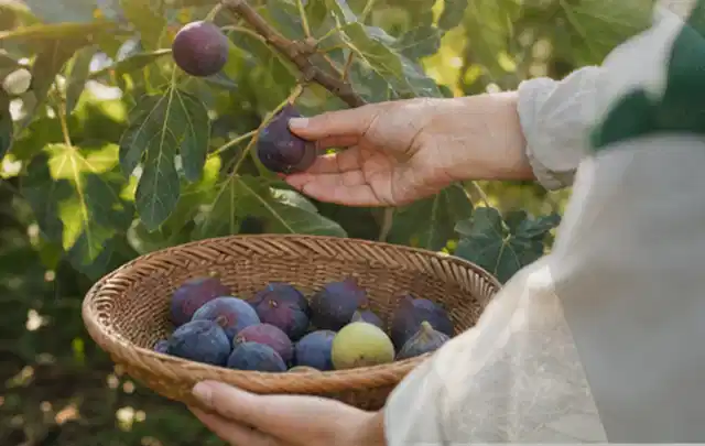 Hand pflückt eine reife Feige über einem flachen Korb mit Früchten; Thema Birnbäume, Schwerpunkt Sortenwahl; Kontrolle.