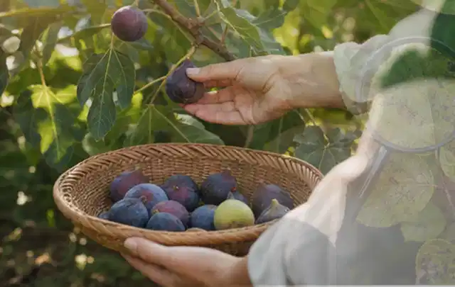 Hand pflückt eine reife Feige über einem flachen Korb mit Früchten; Thema Birnbäume, Schwerpunkt Standort; Kontrolle.