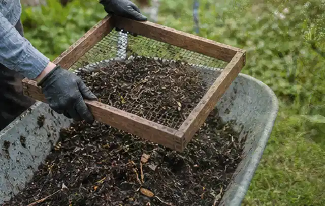 Behandschuhte Hände sieben reifen Kompost über einer Gartenschubkarre; Thema Birnbäume, Schwerpunkt Standort; Ergebnis.