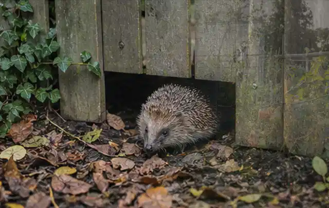 Igel nutzt einen bodennahen Durchgang unter einem hölzernen Gartenzaun; Thema Blattläuse, Schwerpunkt Bestimmung; Kontrolle.