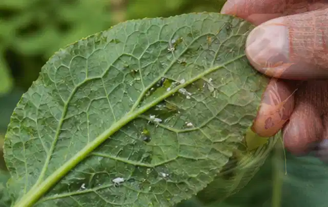 Hand hält ein Blatt mit kleinen hellen Schädlingen auf der Unterseite; Thema Blattläuse, Schwerpunkt Bestimmung; Praxisalltag.