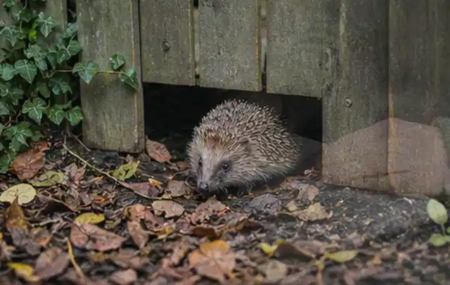 Igel nutzt einen bodennahen Durchgang unter einem hölzernen Gartenzaun; Thema Blattläuse, Schwerpunkt Biologie; Kontrolle.