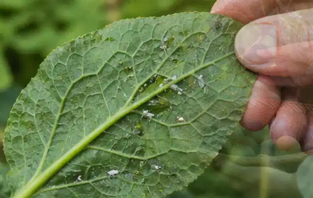 Hand hält ein Blatt mit kleinen hellen Schädlingen auf der Unterseite; Thema Blattläuse, Schwerpunkt Biologie; Ergebnis.