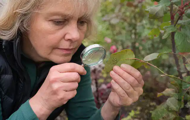 Person untersucht Blätter im Garten auf Schädlinge und Krankheitssymptome; Thema Blattläuse, Schwerpunkt Biologie; Praxisalltag.