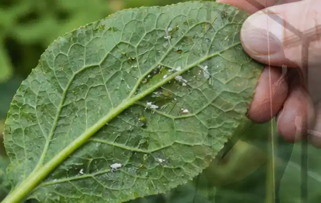 Hand hält ein Blatt mit kleinen hellen Schädlingen auf der Unterseite; Thema Blattläuse, Schwerpunkt Gewächshaus; Umsetzung.