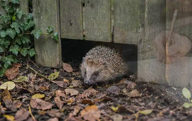 Igel nutzt einen bodennahen Durchgang unter einem hölzernen Gartenzaun; Thema Blattläuse, Schwerpunkt Giftfreie Hilfe; Ergebnis.
