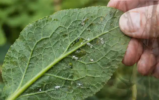 Hand hält ein Blatt mit kleinen hellen Schädlingen auf der Unterseite; Thema Blattläuse, Schwerpunkt Giftfreie Hilfe; Praxisalltag.